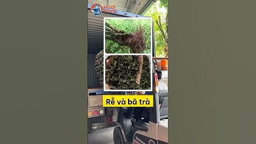 Saponin nông nghiệp diệt ốc bươu vàng tận gốc trong ruộng lúa