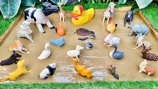 Muddy Cuties: Adorable Pet and Farm Animals Stuck in Mud! 🐰🐥 Learning with Lovely Animals