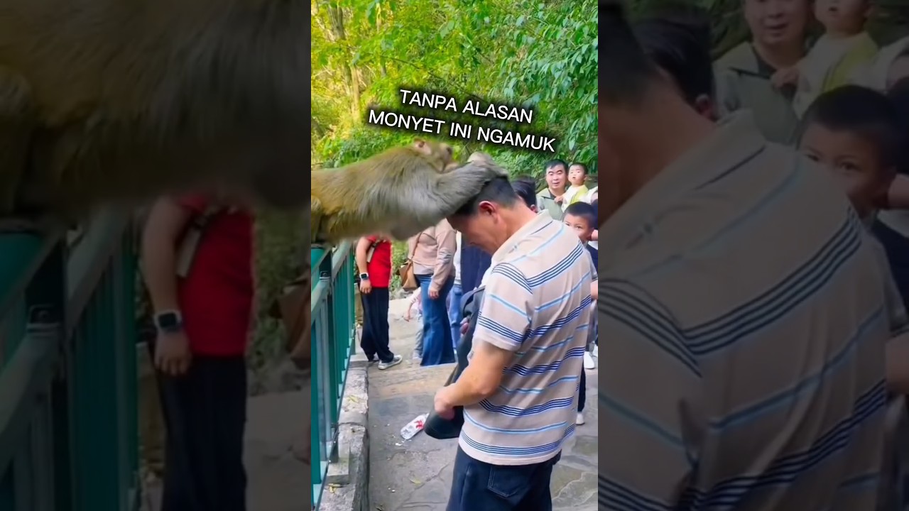 Tiba Tiba Monyet Ngamuk Pada Wisatawan