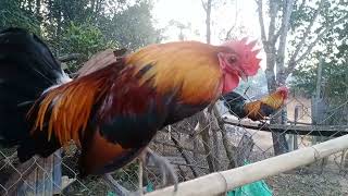 noob qaib dib cuab tuaj zoo xav tau hu kuv nawb 02095354537-02098136359