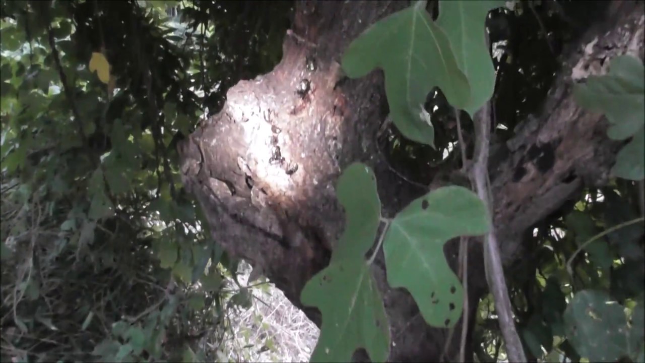 大人のカブトムシ採集 超効果的な罠 トラップ の作り方を紹介 Asapアニマルニュース