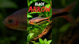 Meet the Black Arrow Emperor Tetra (Inpaichthys luizae)