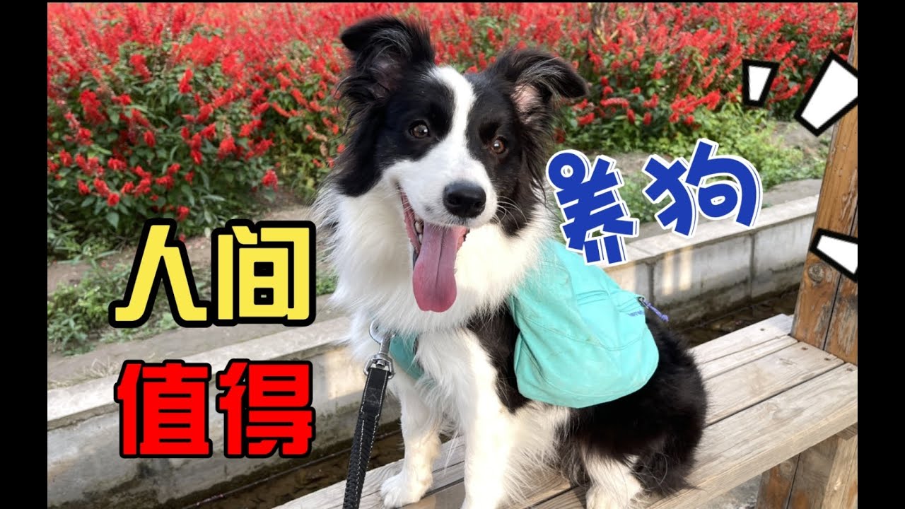 养狗当妈妈 人间值得—border collie Mia