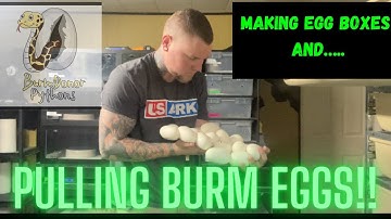 Pulling Burmese Python Eggs!