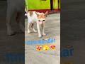 yaar Main itna Sundar kyon hun #cat #viralvideos #funny #catshorts #cute