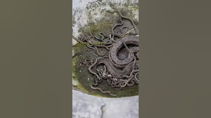 Russell Viper |রাসেলস ভাইপার| snake| চন্দ্রবোড়া সাপ | #video #shorts #bestvideo #status #nicestatus
