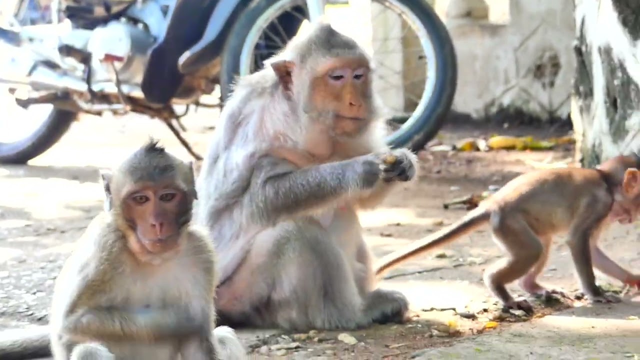 Old Mother Monkey Mekala and Berry bring Tiny Baby asking for food so lovely
