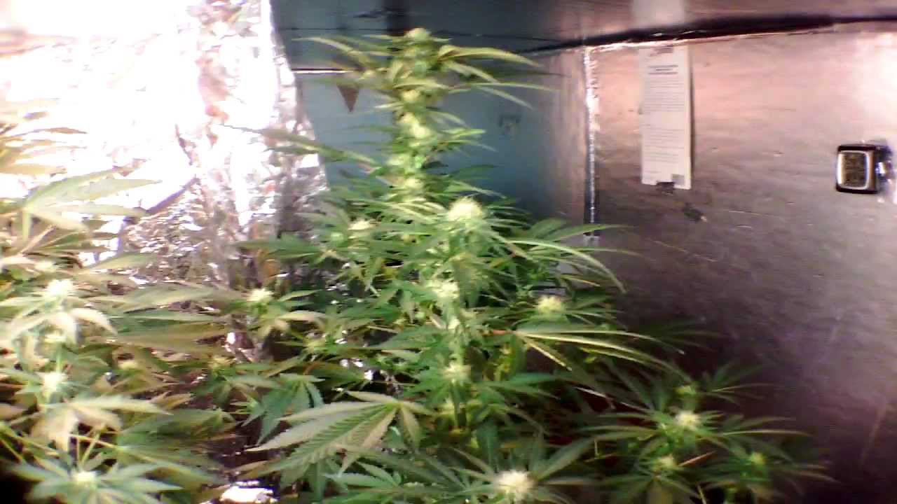 medical marijuana induction grow light