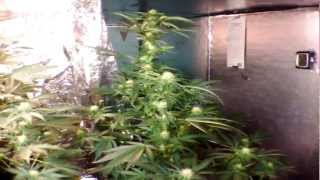 medical marijuana induction grow light