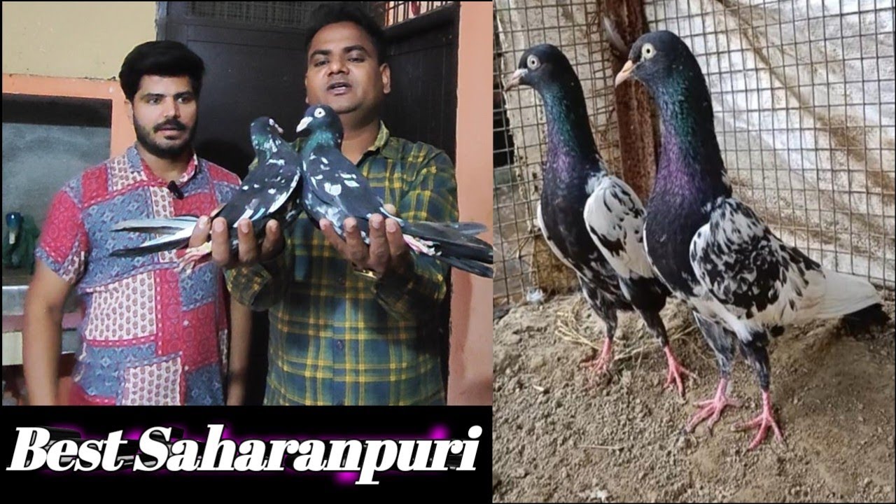 Best Indian Saharanpuri Pigeos For Sale !  Arshad idrisi pigeon Lover