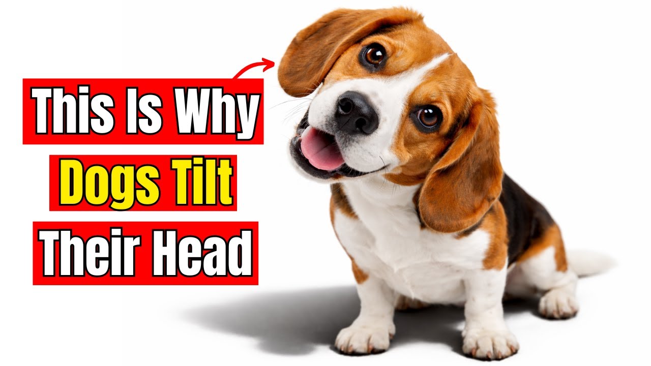 Why Do Dogs Tilt Their Heads? The Hidden Behaviors Explained!
