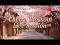Cherry Blossom Live Session — Soft Lofi Beats for Studying &amp; Relaxing
