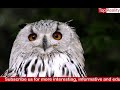 Beautiful Birds with relaxing sound and piano music||4K||Nature sound music for meditation|| Part3||