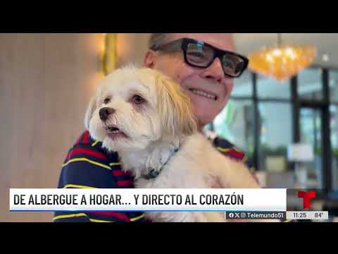 Telemundo 51 | Como los perros pueden ser un gran apoyo emocional - video from Belmont Village