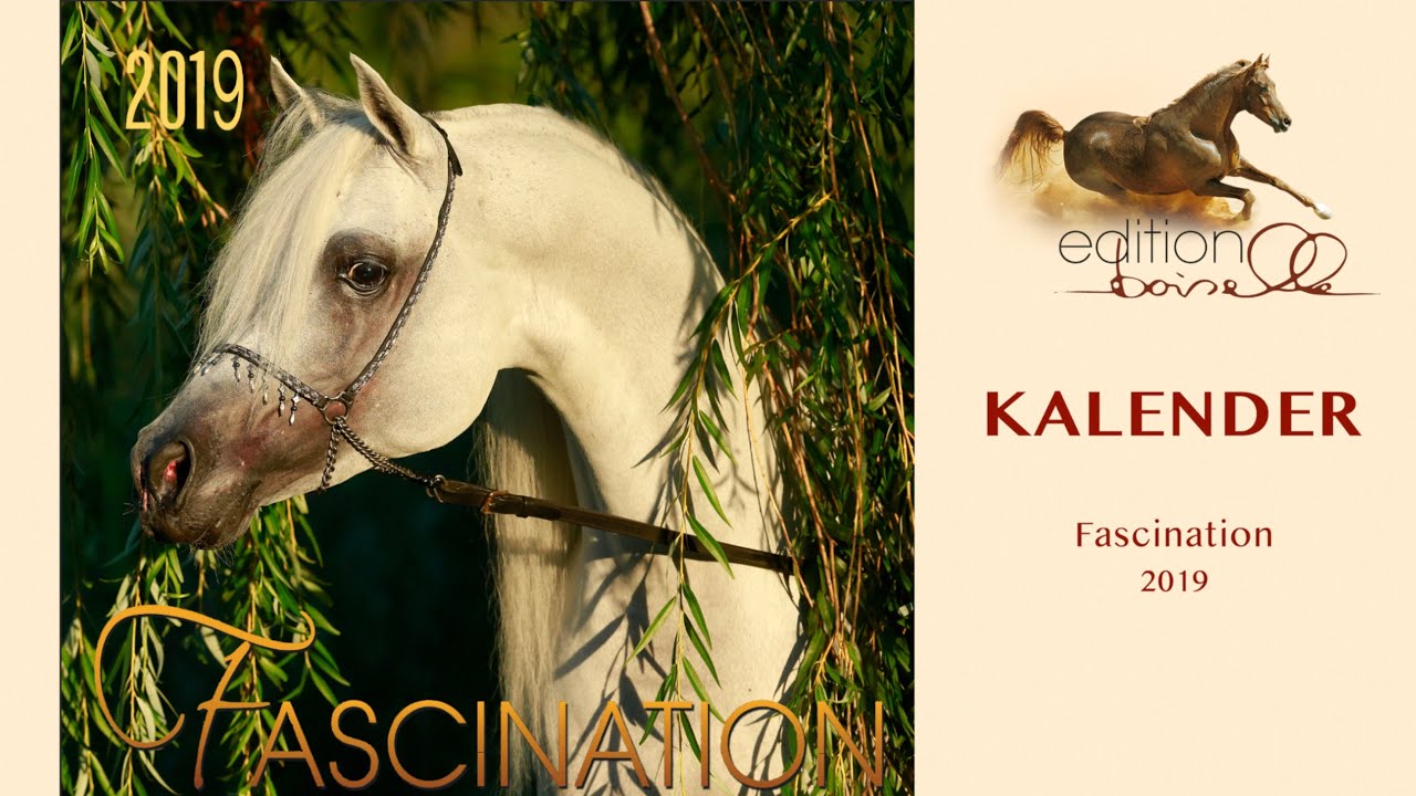 Faszination Arabische Pferde