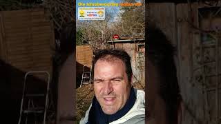 Blauregen schneiden - YouTube