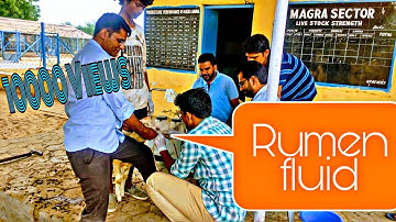 Collection of rumen fluid in sheep