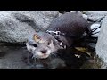 We came back! Looking back on the best river trip in Japan [Otter life Day 190]【カワウソアティとにゃん先輩】