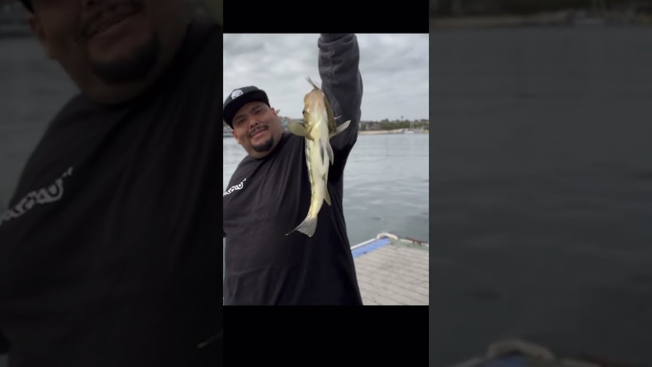 Calico Bass at Balboa ! 