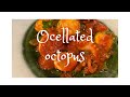 イイダコのトマト煮込み　ocellated octopus