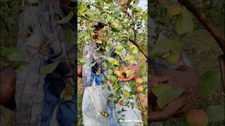 Fresh \u0026 Crunchy: Apple Ber (কুল / বরই) Straight from the Tree #shorts