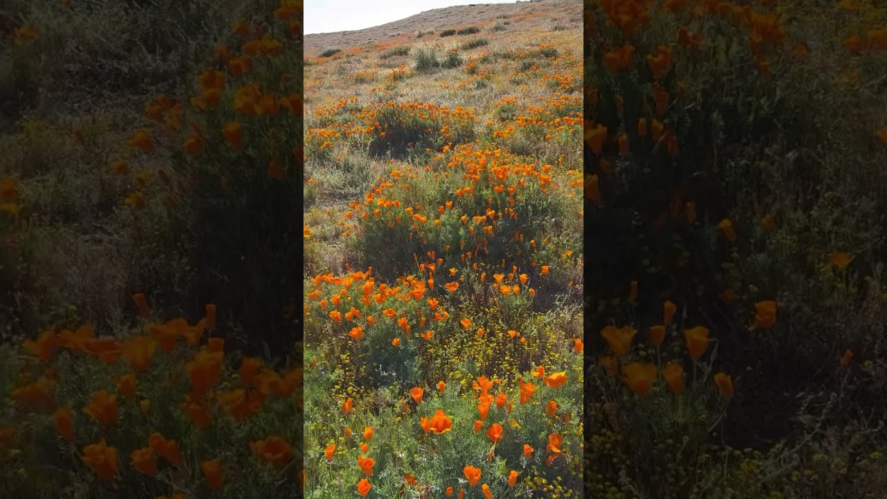 Poppy super bloom California with @thedart