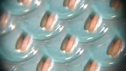 Insect Vision II