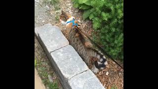 Cat Escaping Harness