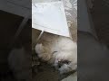 KEYİF BENİM #cat #ytdayibenionecikarnolur #turkishcat #abone #keşfet #kitten #kedi #cutecat #funny
