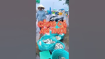 Buổi sáng tại Cảng cá An Thới Phú Quốc #shorts