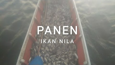 Berburu Ikan Nila di Danau Tempe Kec. Belawa Kab. Wajo Prov. Sulawesi Selatan