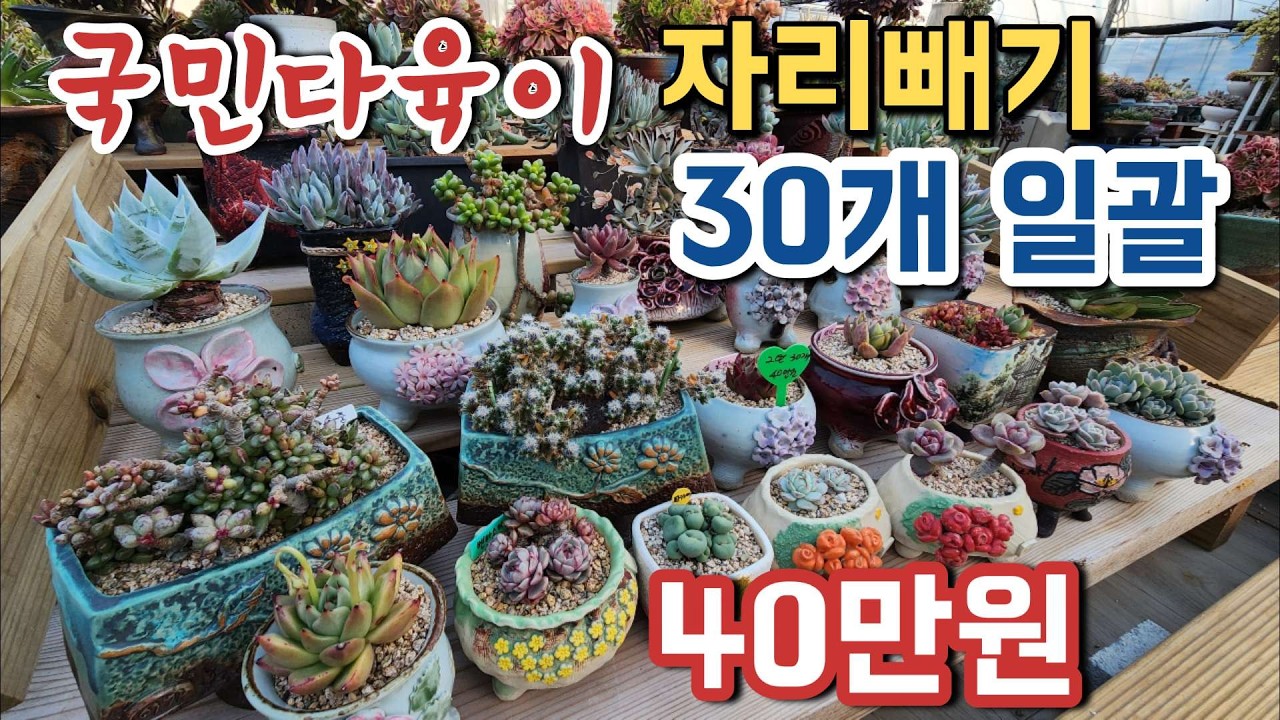 🌵 키우기 좋은 국민다육 30종✨ 40만원 가성비 끝판왕 ㅣ보서애다육원 다육이판매 방울복랑 부용 런요니  ㅣ#신쌤의다다육선