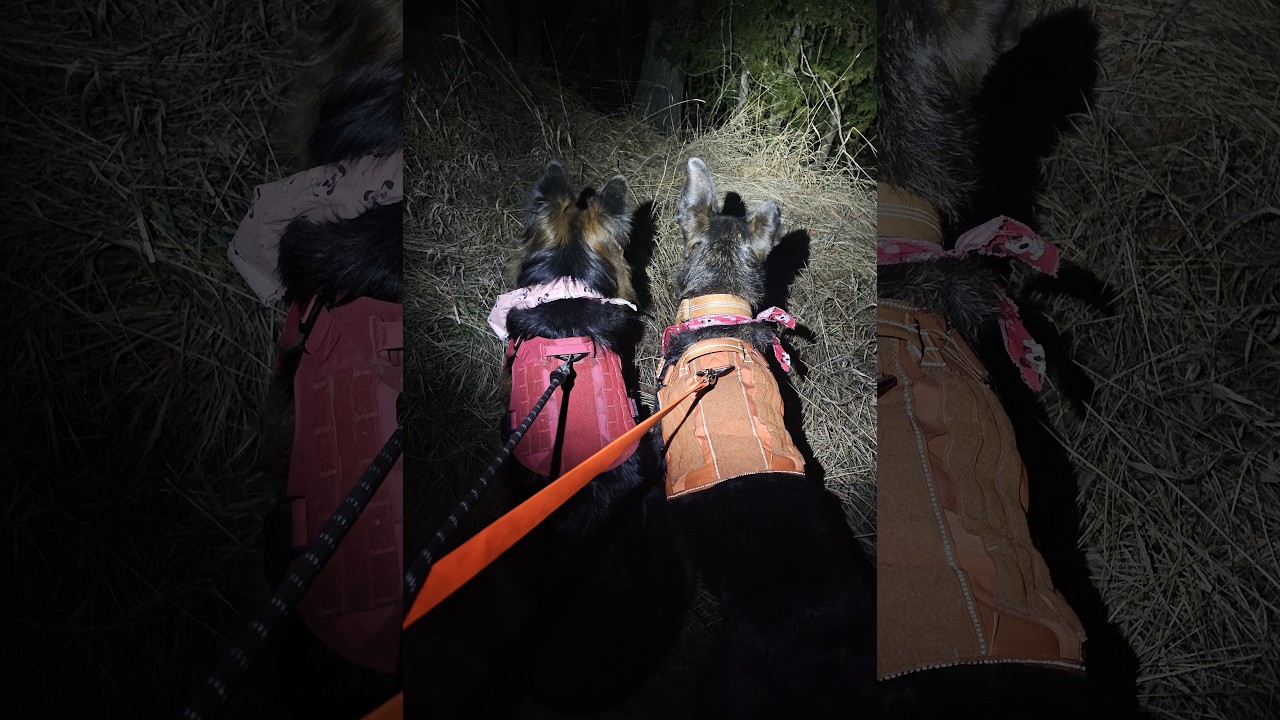 I CAUGHT THE THIEVES IN ACTION!!!!