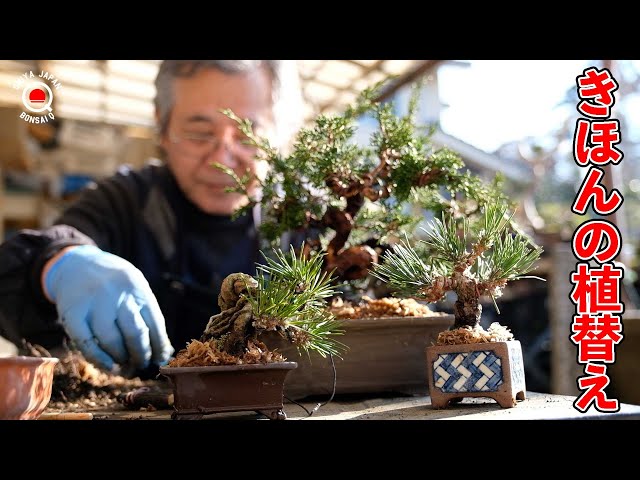 軽石鉢の作り方 の紹介デース - YouTube
