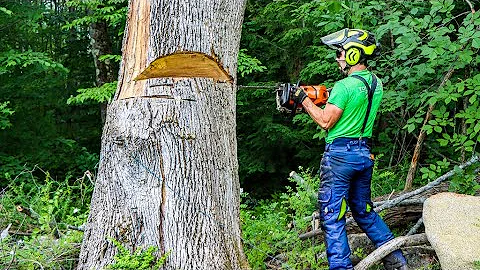 HOW TO CUT DOWN DEAD AND HAZARDOUS TREES | Tree Felling Tutorial
