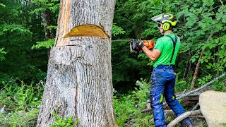 HOW TO CUT DOWN DEAD AND HAZARDOUS TREES | Tree Felling Tutorial by Top Branch 73,941 views 1 year ago 12 minutes, 4 seconds