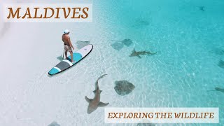 SWIMMING WITH SHARKS, DOLPHINS, TURTLES, SHIPWRECK, CORAL REEF, MALDIVES FULIDHOO ISLAND DRONE 4K