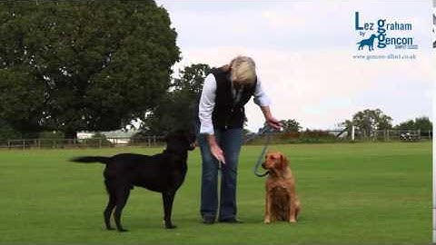 Brace Lead, part of the Lez Graham Gencon Range