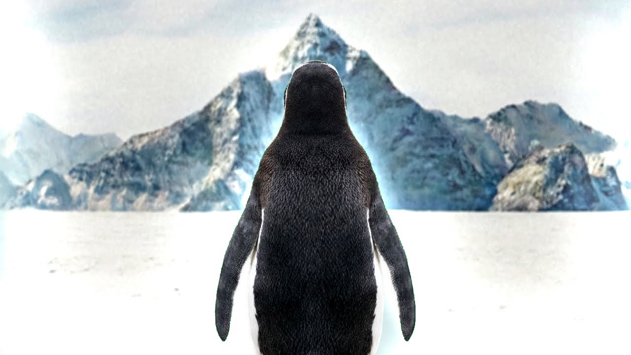 Dağlara Giden PENGUENİN Gizemi Ne?