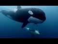 20 Years Following a Killer Whale Family Learning To Hunt