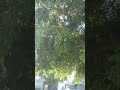 #old tree#short#shorts#shortvideo#subscribe#sangrur#punjab#india#alward#australia #a