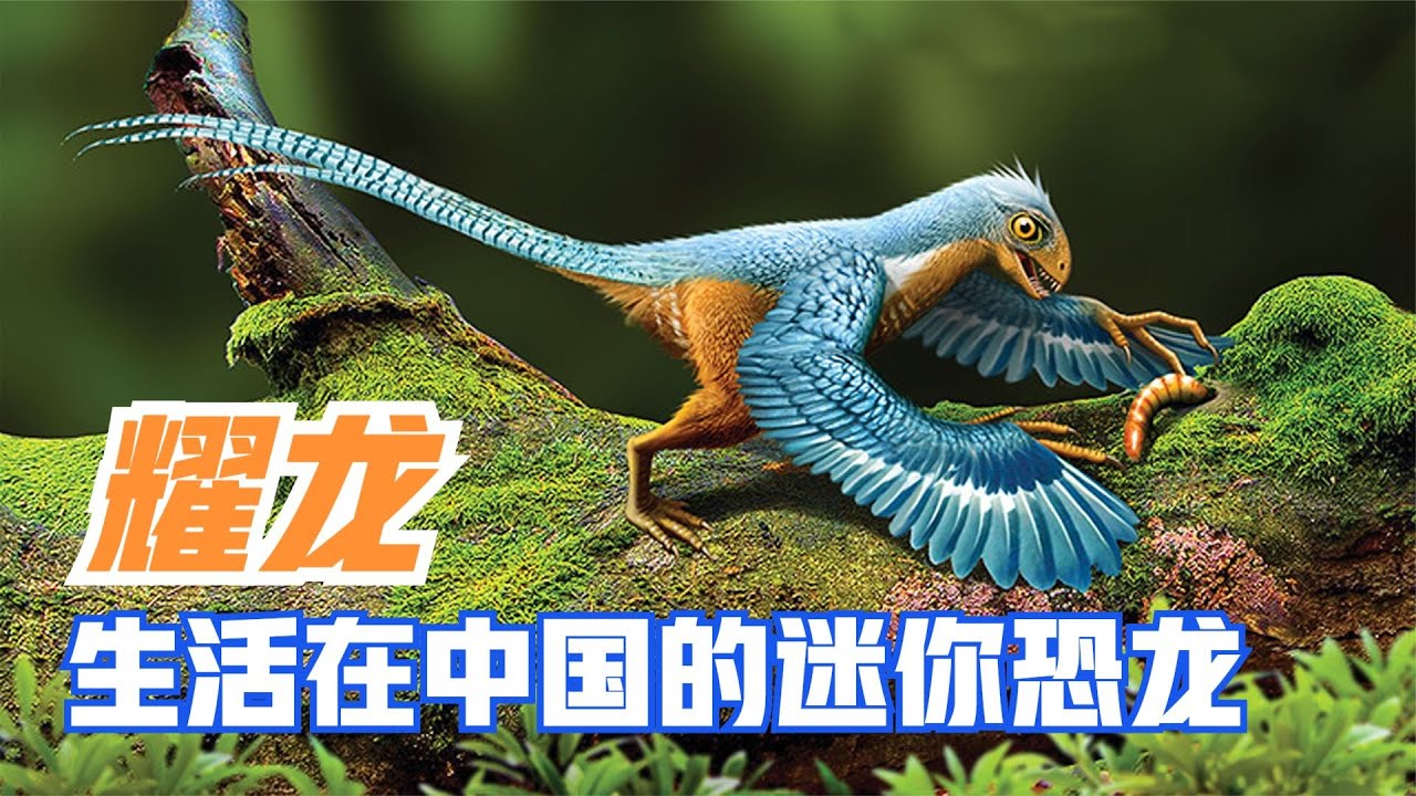 耀龙生活在中国的迷你恐龙,体长25厘米,全身羽毛却是为了炫耀|Epidexipteryx【马丁新视界】 - YouTube