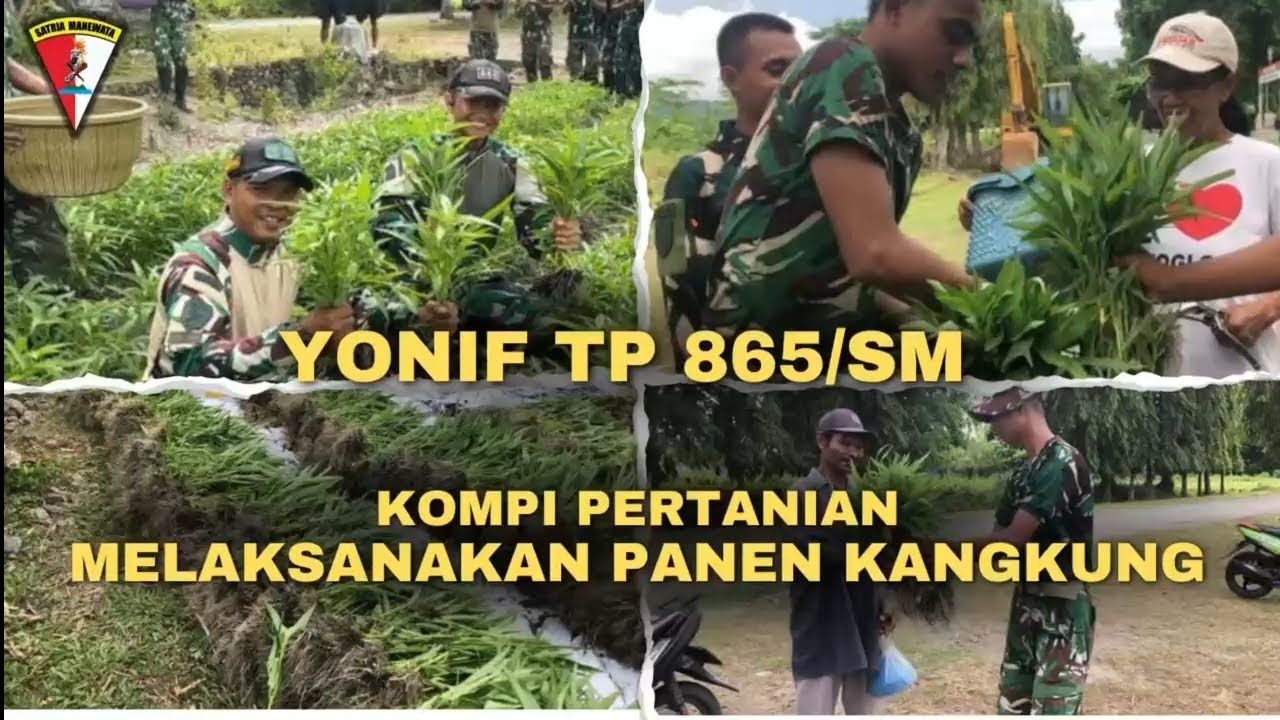 KETAHANAN PANGAN DAN KEPEDULIAN SOSIAL, YONIF TP 865 SATRIA MANEWATA PANEN KANGKUNG