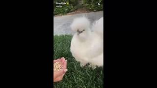 Pet parent kylie jenner may have just added another to her brood. it
appears a chicken named eddie is the makeup guru’s newest fluffy
friend, given that late...