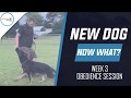 NEW DOG, NOW WHAT? WEEK 3 OBEDIENCE SESSION