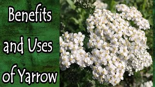 Benefits and Uses of Yarrow (Achillea Millefolium)