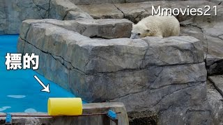 Practice of hunting ,Polar Bear 狩りの練習をするホッキョクグマ リラ