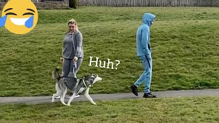 Will My Huskies Recognise Me In Public In Disguise Prank! [Male v Female v Puppy!]