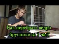 КАК ПЕРЕБРАТЬ ВЕДРО БРУСНИКИ ЗА 1 ЧАС???