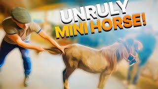 Mini Horse Rescued From KILL PEN ~ Running HAPPY After Chiropractic Treatment!